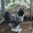 4llIEXELTcE-channel-avatar-Aves de Ouro - Costa