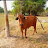 Ngọc quốc vlog chuyên thu mua bò
