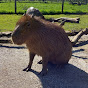 Fred the capybara person - @fredtheperson472 - Youtube