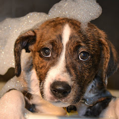 Peter Caine Dog Training  net worth