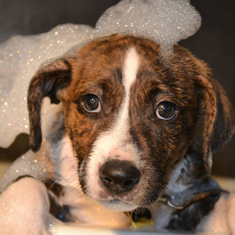 Peter Caine Dog Training 