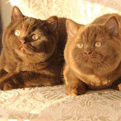cattery british cats