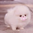 PamX8ycSUA8-channel-avatar-ひまにゃん