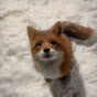 Dawny Avatar