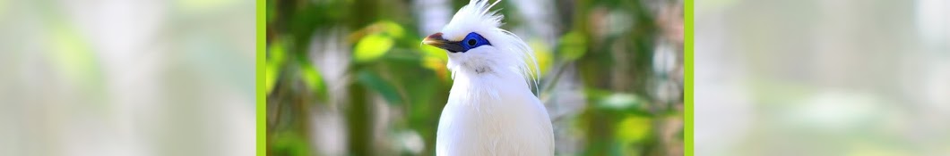 Birds Likers यूट्यूब चैनल अवतार