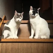 ねこが住んでいます