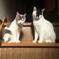 ねこが住んでいます