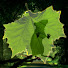 vrsSHOAmvtU-channel-avatar-Love Leigh Forest Studio