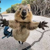 Wild and Funny