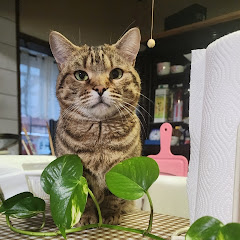 田舎のオヤジの【サブちゃんネル】アイコン画像