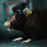 0taq_gIqcec-channel-avatar-RattyRattington