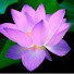 6WokOOenyjs-channel-avatar-Good Witch Intuitive Tarot