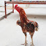 kBkWC-3LpP4-channel-avatar-Amrood Food Secrets