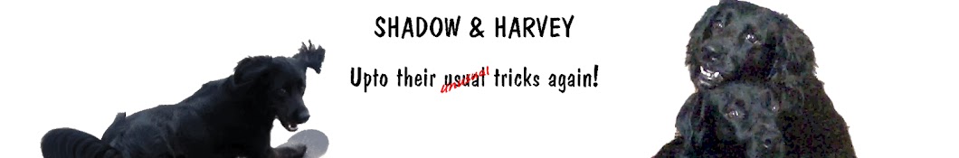 SHADOW & HARVEY यूट्यूब चैनल अवतार