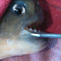 Piranha fish and friends