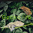 @geckolife2649