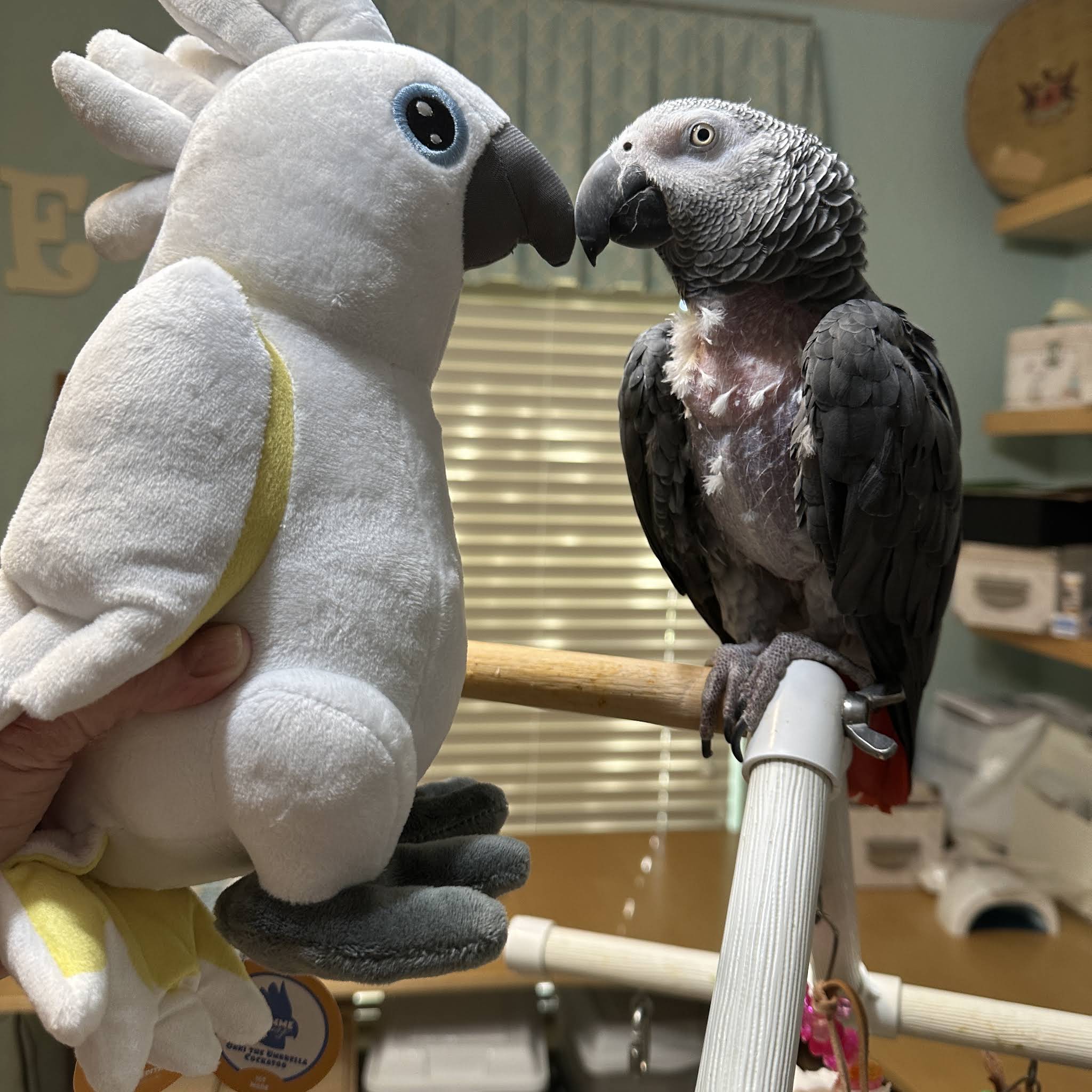 Post from Einstein Parrot