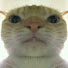 WDBzkIOPgeU-channel-avatar-Scemer