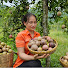 Phúc An Harvesting