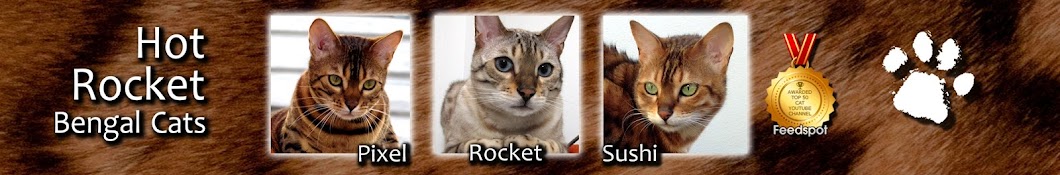 Hot Rocket Bengal Cats رمز قناة اليوتيوب