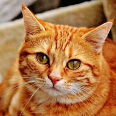 スカッとキャット