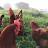 Granja Inova Ovos Caipiras