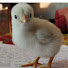 N4VznMY8NFU-channel-avatar-Best business Poultry