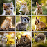 xEmMpEgsR9M-channel-avatar-CuteCreatures
