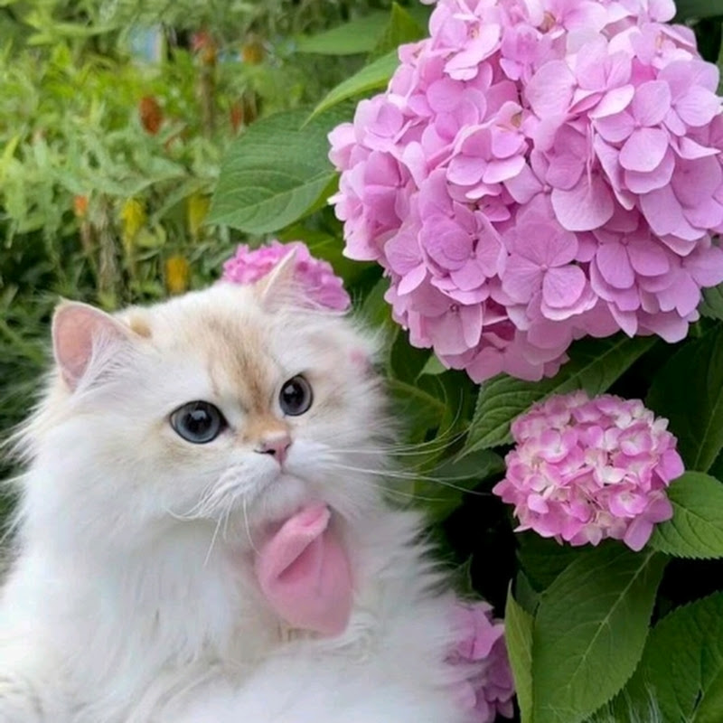 آيــة جـمــال 🪻.