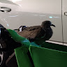 Автор