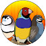 mCNVvQp9MaM-channel-avatar-Mr. Aviary