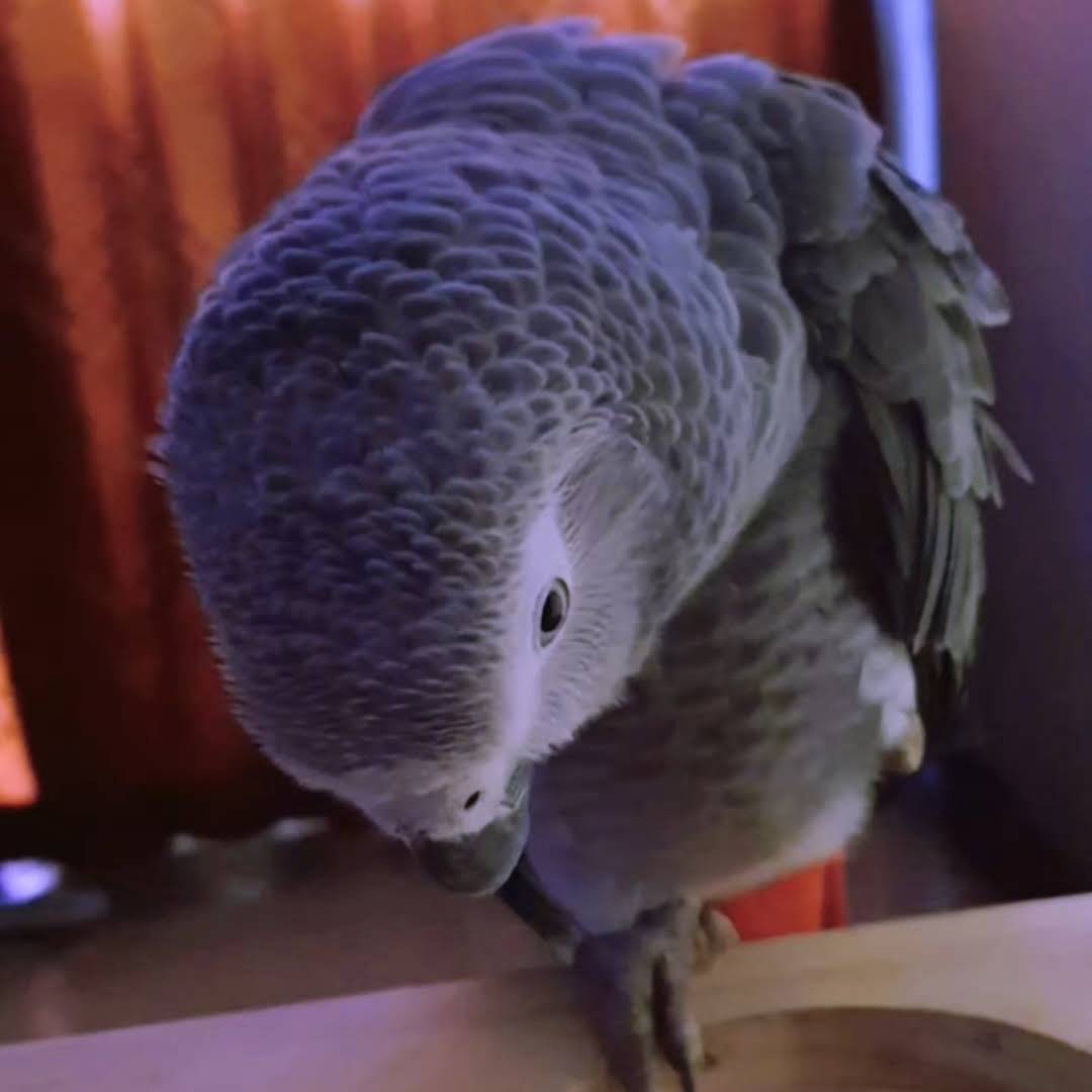 Post from Tango the African grey parrot