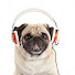 LDaE793tqQg-channel-avatar-Starkeypugmusic