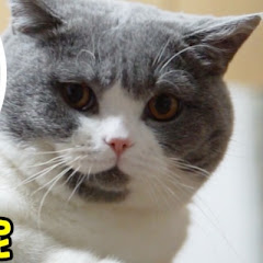 查理与憨憨アイコン画像