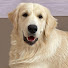 LZK3sk-694g-channel-avatar-Golden Retriever Buddy