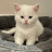 @ArwenTheBritishShorthair