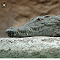 crocodile boy 2 [better] - @crocodileboy2better49 YouTube Profile Photo
