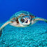 XnKdqfMAQUU-channel-avatar-Turtle Gamer