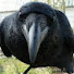 --3oY5W-t1o-channel-avatar-Mad Bird