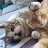 @catmeowyou Avatar