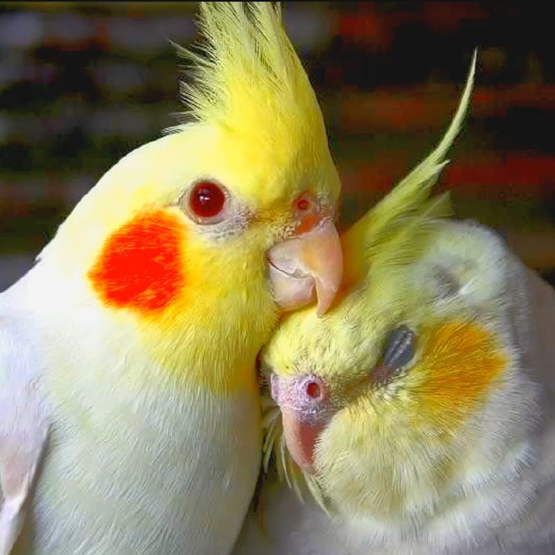 G1 Chavan   •   Budgies Birds Aviary