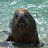 SEA ​​LION JS