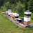 Shane-Wetlands Honey Bee Co.
