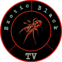 Exotic Black TV  net worth