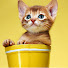 1YWHpvh9K-o-channel-avatar-Meow Meow TV