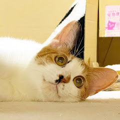 みぃちゃん日記