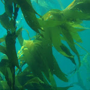 KelpTalks