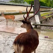 Lots of animals only P