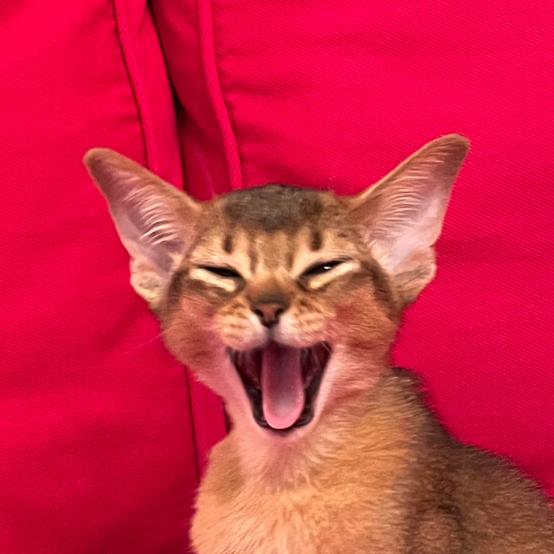Barcelona The Aby Cat channel avatar
