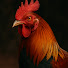 fjpNZfnH46I-channel-avatar-Poultry Tips and Art of Breeding 